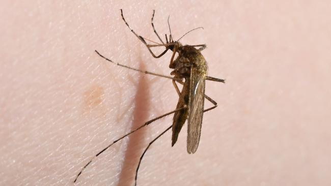 Australia has recorded an uptick in Murray River encephalitis cases across 2023. Picture: Stefan Sauer/dpa