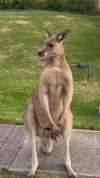 Hop in! Kangaroo poses as a hitchhiker