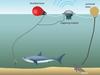 MPs’ threat over ‘lazy’ shark net use