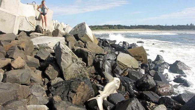 A dead shark washed up on the rocks at North Wall. Picture: Contributed / Ballina Happens