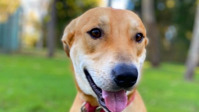 Bazza aka Baz the rescue dog from DARE has been credited with helping save Julie Dignum's life recently. He was on death row a week or two earlier. Picture: DARE/FacebookFOR COURIER MAIL. August 9/10, 2022.Baz the dog story.