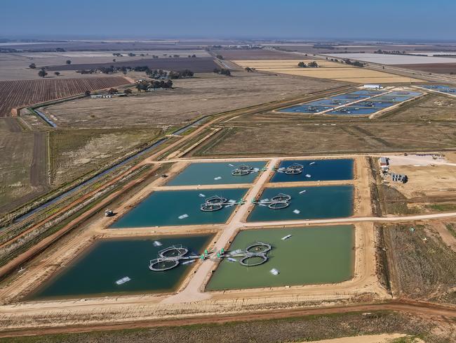 Photo of Aquna Sustainable Murray Cod farm in Griffith on Wednesday 24 May 2023. Photo Luis Enrique Ascui