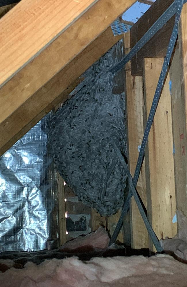 European wasp nest found in Sunshine Bay roof. Picture: Supplied.