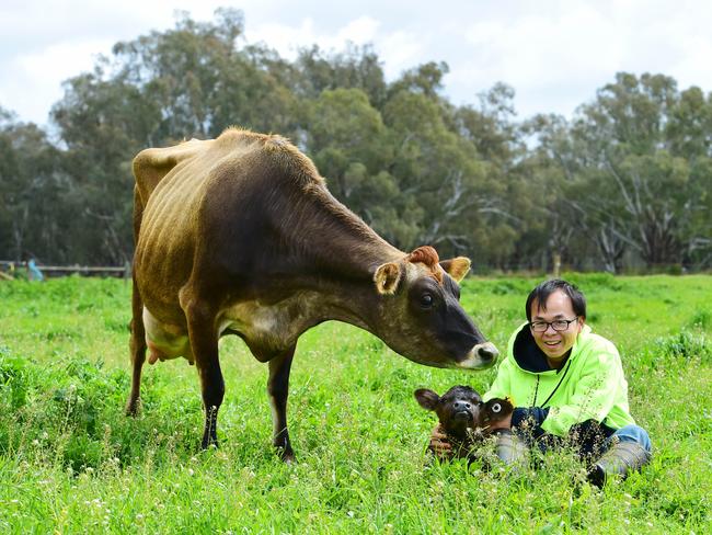 Fred Cheng Feng (Milker) with a cow and her new calf. Picture: Zoe Phillips