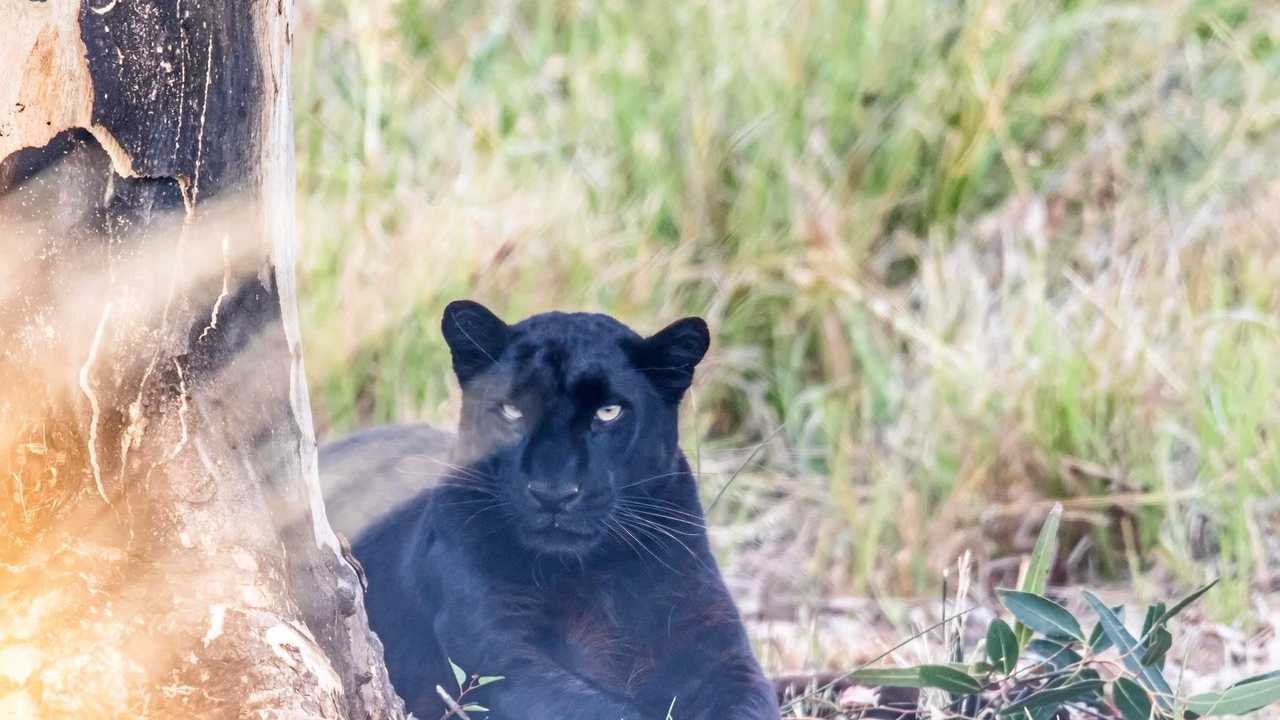 SIGHTINGS: Could big cats be hiding out in and around our forests? Picture: Contributed