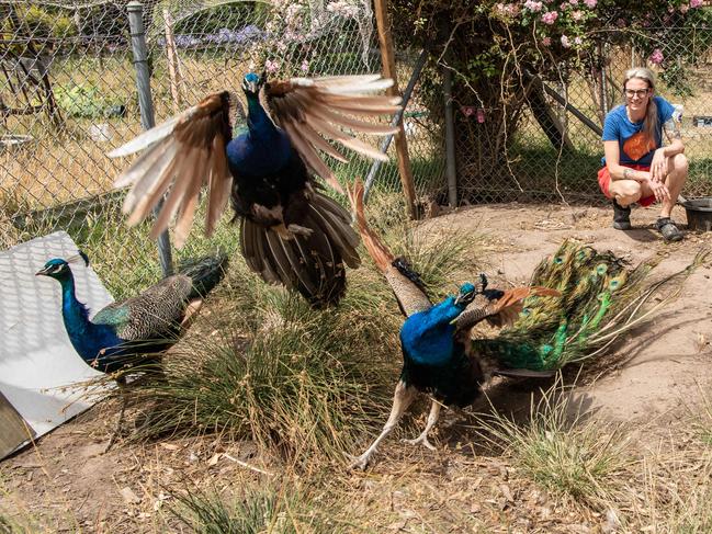 12-01-2023 Miek Paulus from Ket Bakery in Wallington lost one of her Peacocks and got two back. Picture: Brad Fleet