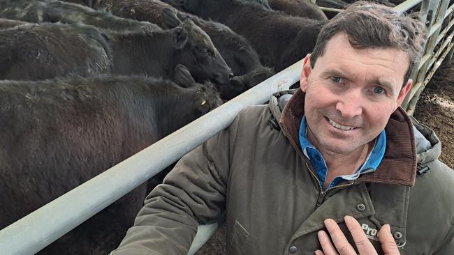 Bryan Leahy of Glenlyon Pastoral in the highlands, sold a feature line of yearling Angus steers at $1250 and $1090, at up to 335c/kg liveweight as heavier cattle with frame benefited from South Gippsland buyers wanting suitable bullock replacements.