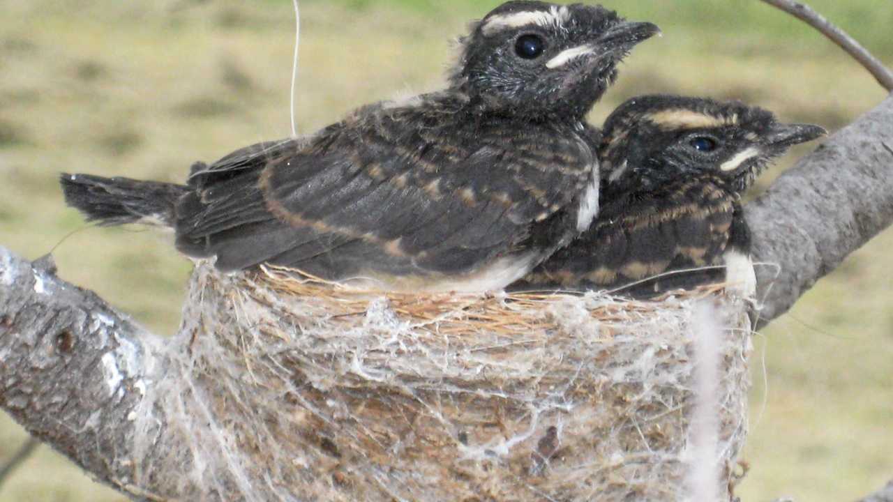 Nature Notes: I found a baby bird, now what?, Local News