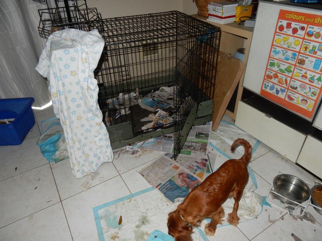 One convicted woman faced 17 charges of animal cruelty, her fourth conviction, and was sentenced to 10 months in prison (suspended), fined $25,000, and given an 18-month Intensive Supervision Order. Picture: RSPCA WA