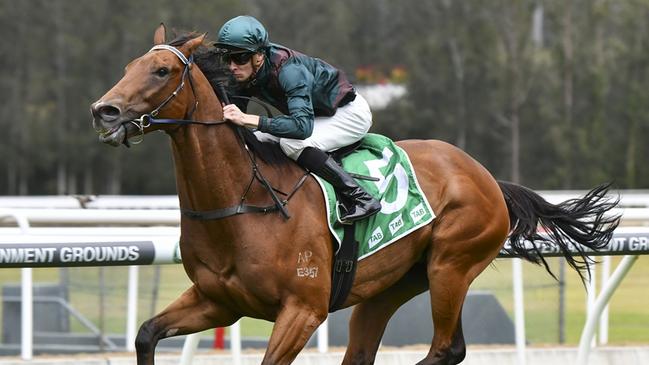 Talented gelding Border Control cn maintain his unbeaten run on his home track. Picture: Bradley Photos