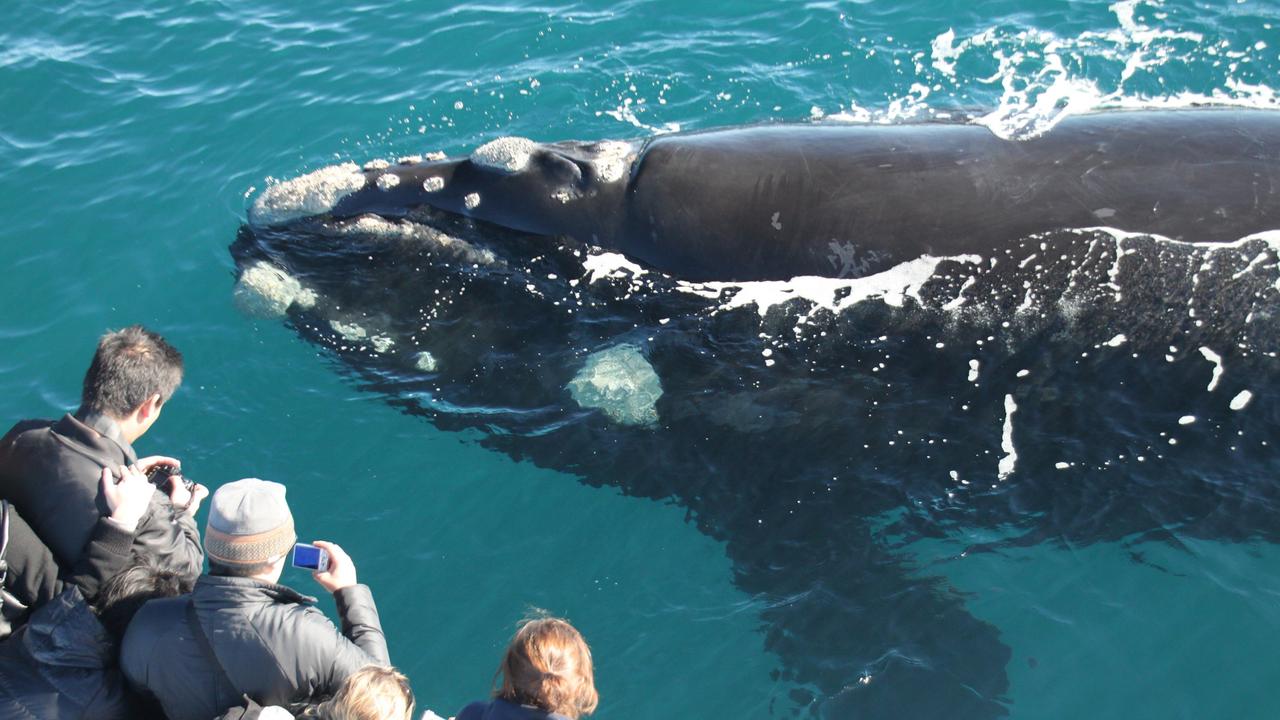 Kids News: Photo captures humpback whales in rare double breach | KidsNews