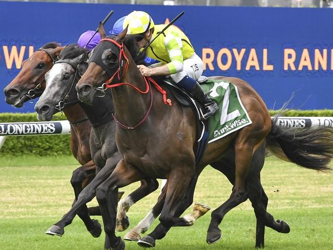 Fire Tribe is well placed to break back into the winners' circle at Newcastle. Picture: Bradley Photos