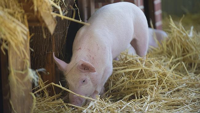 Easter Show 2014