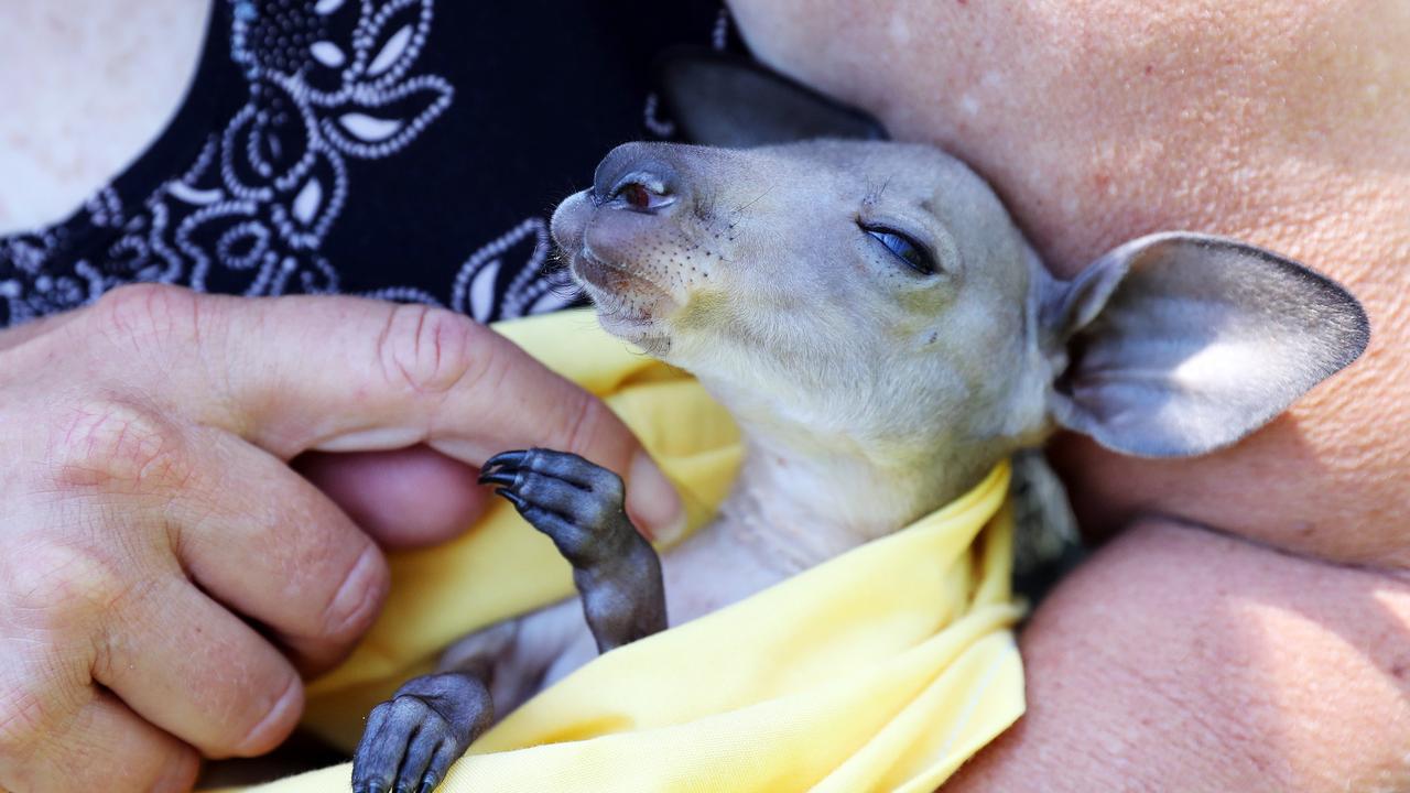 Baby kangaroo joey Lily. Picture: Tim Hunter