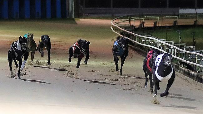 Sharhelian Star Race 4 winner at the Cairns Greyhound Racing Club running heats for the Cairns Cup. Picture: Justin Brierty