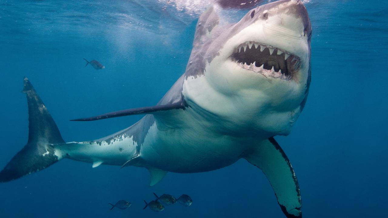 Police issued an alert after a great white shark was spotted at Aldinga Beach on Sunday.