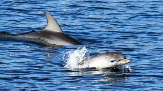 Bubbles and baby Squeak. Picture: Marianna Boorman