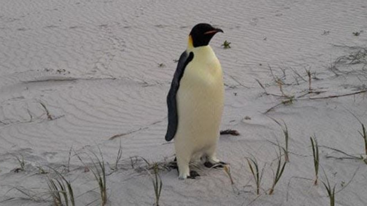 Emperor penguin’s epic Oz swim