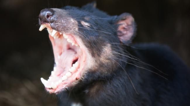 Tasmanian devil. Picture: Shane Lin