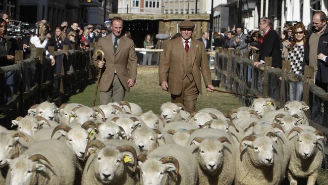 Shepherds march sheep through Savile Row in central London in 2010, when The Prince of Wales launched his Campaign for Wool. Picture: AP/Lefteris Pitarakis