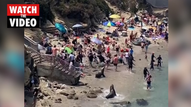 Beachgoers flee after being chased by sea lions | The Advertiser