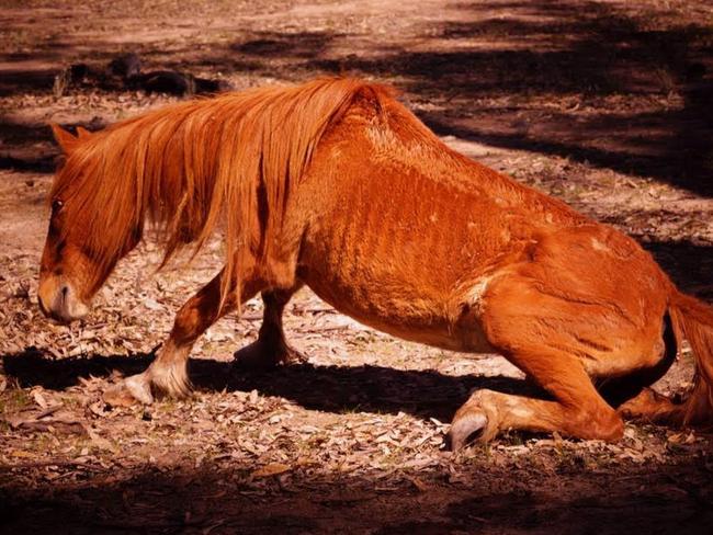 One of the starving brumbies in the Barmah Forest. Picture: Barmah Brumby Preservation Group 