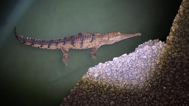 A freshwater crocodile has been filmed at the edge of the Lake Eacham near the public swimming area. Picture: Yungaburra Park Motel