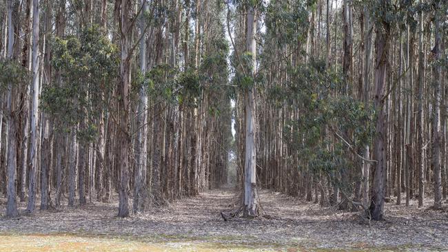 A plantation near Parndana on Kangaroo Island. Picture: Simon Cross