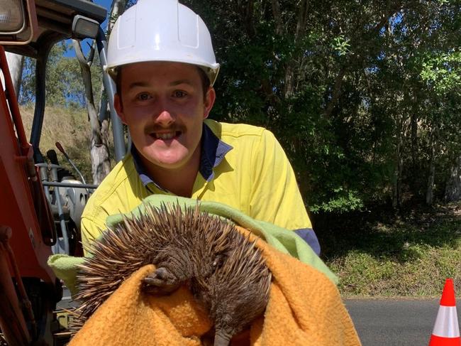 Kyogle Council worker Adam with Sid the echidna. Picture: Kyogle Council