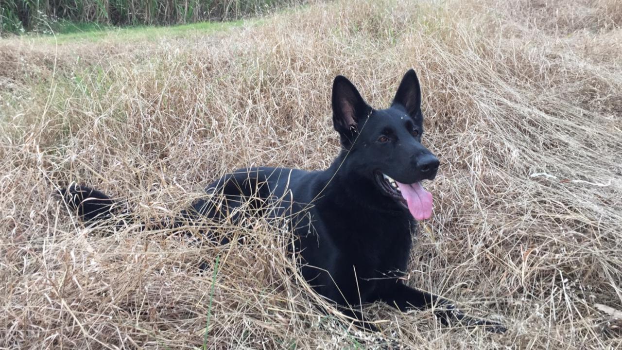 Cairns crime: Police dog Bally retires after big career getting bad ...