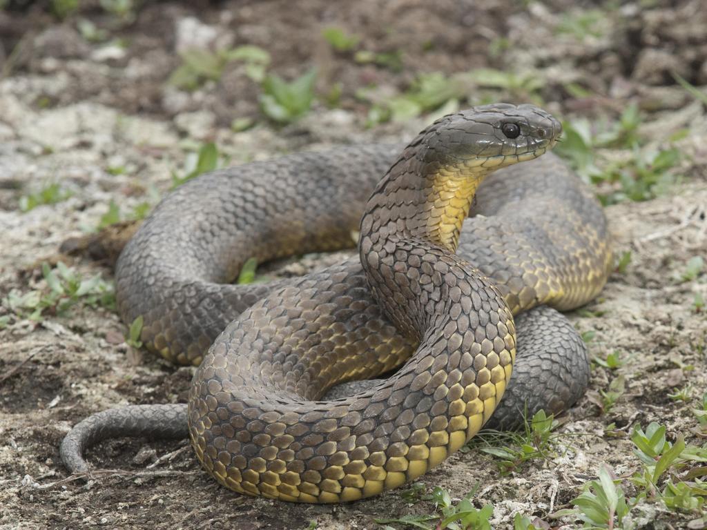 A generic image of a tiger snake