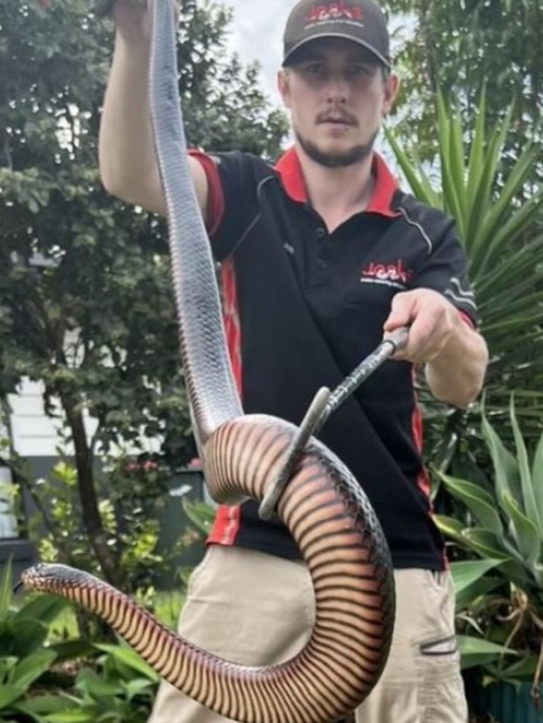 Brisbane-based snake catcher Josh Castle. Picture: Instagram