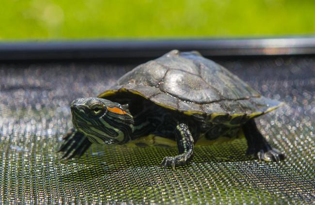 A generic picture of the red-eared slider turtle. Picture: Valeriu Campan