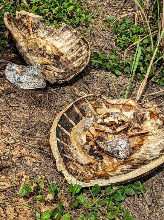 Mr Cooper estimated the turtles were dumped about two weeks before he found them. Picture: Luke Cooper