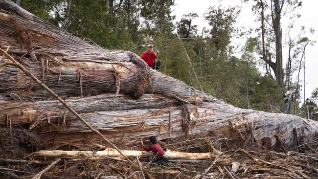 Labor Party branches are presurring the Albanese government to end forest logging.