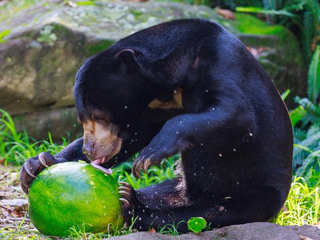 Mary tucks into a watermelon. Picture: Justin Lloyd