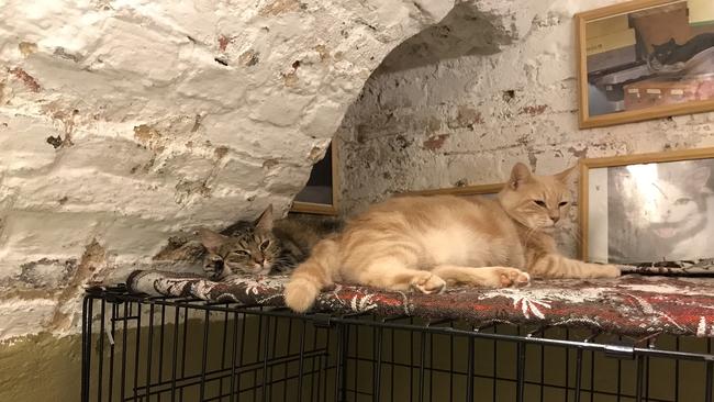 Cats lie around everywhere in the basement tunnels underneath The State Hermitage Museum, St Petersburg. Picture: Elizabeth Fortescue