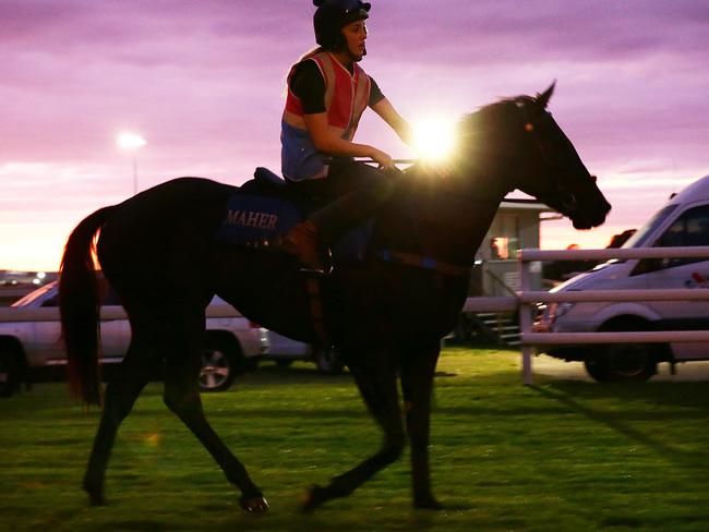 Azkadellia at trackwork at Doomben this month. Picture: Liam Kidston