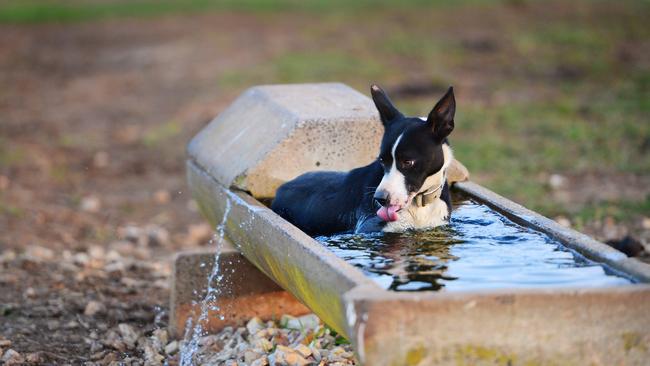 Water relief: Farmers across Australia have finally regained access to federal rebates of 25 per cent on the cost of installing stock troughs and other water infrastructure. PICTURE: ZOE PHILLIPS