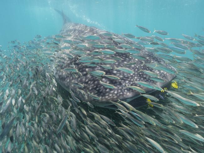 Photo by Steve De Neef / National Geographic Nature Photographer of the Year contest. Whale shark and anchovies. A whale shark and school of anchovies swim by at Mafia Island, Tanzania. The shark and schooling fish are often seen together as they both are after the same planktonic prey, sergestid shrimp. The population of whale sharks here is quite unique as they remain here year round, scientists believe this is because there’s an abundance of food around the island. Nowhere else in the world do whale sharks do this.