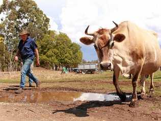 Tannymorrel farmer Peter Grayson, like many producers across the region, is living the harsh reality of life on the land during serious drought. Picture: Marian Faa