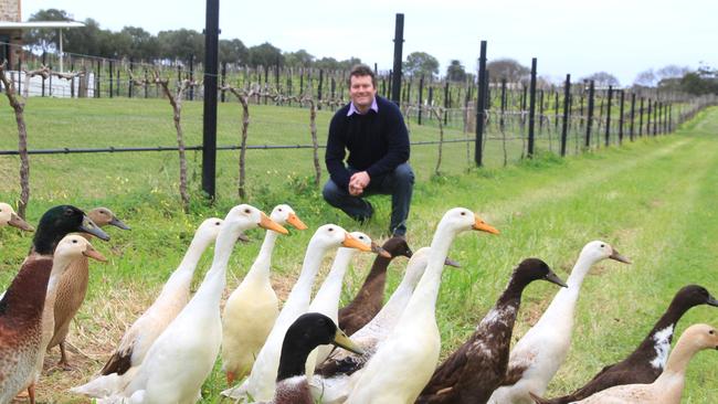 Richard Angove, joint managing director and fifth generation winemaker at Angove Family Winemakers in McLaren Vale, SA. Picture: Michela Locke