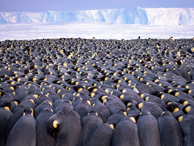 Stefan Christmann's The Huddle of emperor penguins in Antarctica is the winner of the Portfolio Award. Picture: Stefan Christmann/ Wildlife Photographer of the Year