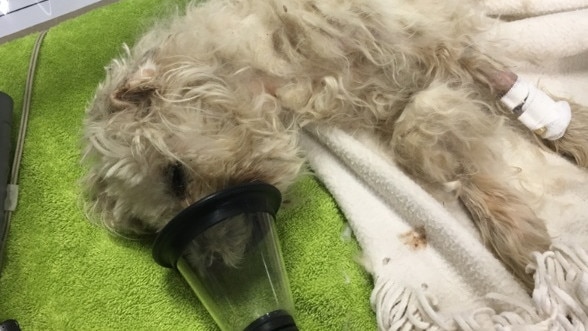 A 56-year-old man was convicted and sentenced at Liverpool Local Court for committing an act of aggravated cruelty towards his pet dog, who had a maggot-infested wound. Picture: Supplied