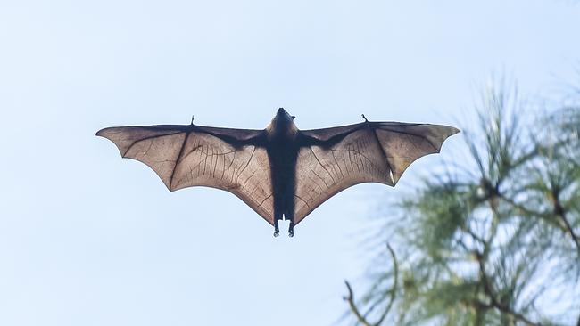 A one of the rehabilitated fruit bats have was released back into Botanic Park. Picture: Roy Van Der Vegt