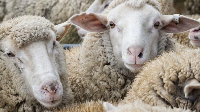 Lambs are go: Heavy suckers are in demand at the Bendigo sale bringing between $170 and $190, while lighter types fetch an average of $167. Picture: Zoe Phillips