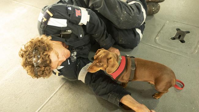 A crew member of MV Sycamore entertains a dog evacuated with his owner from Mallacoota.