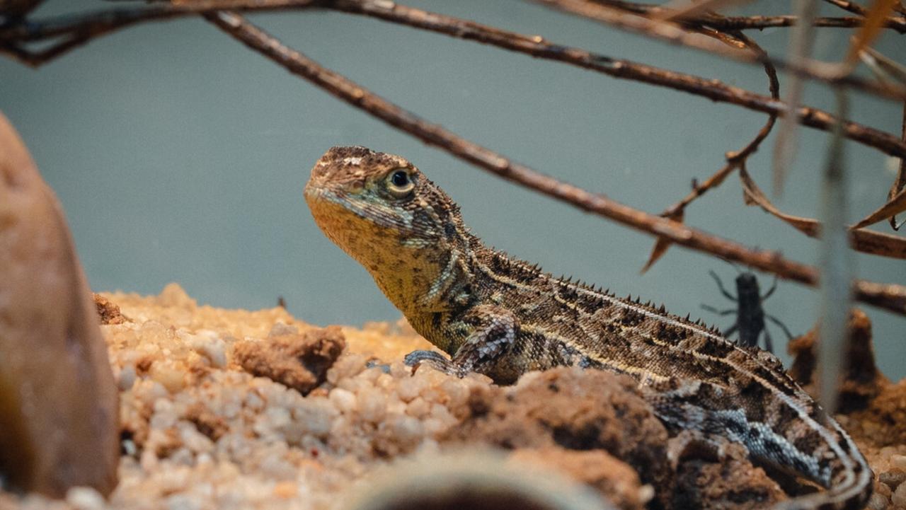 The little dragon is light brown with three white stripes running down and a number of darker bands running across its body. Picture: Zoos Victoria.