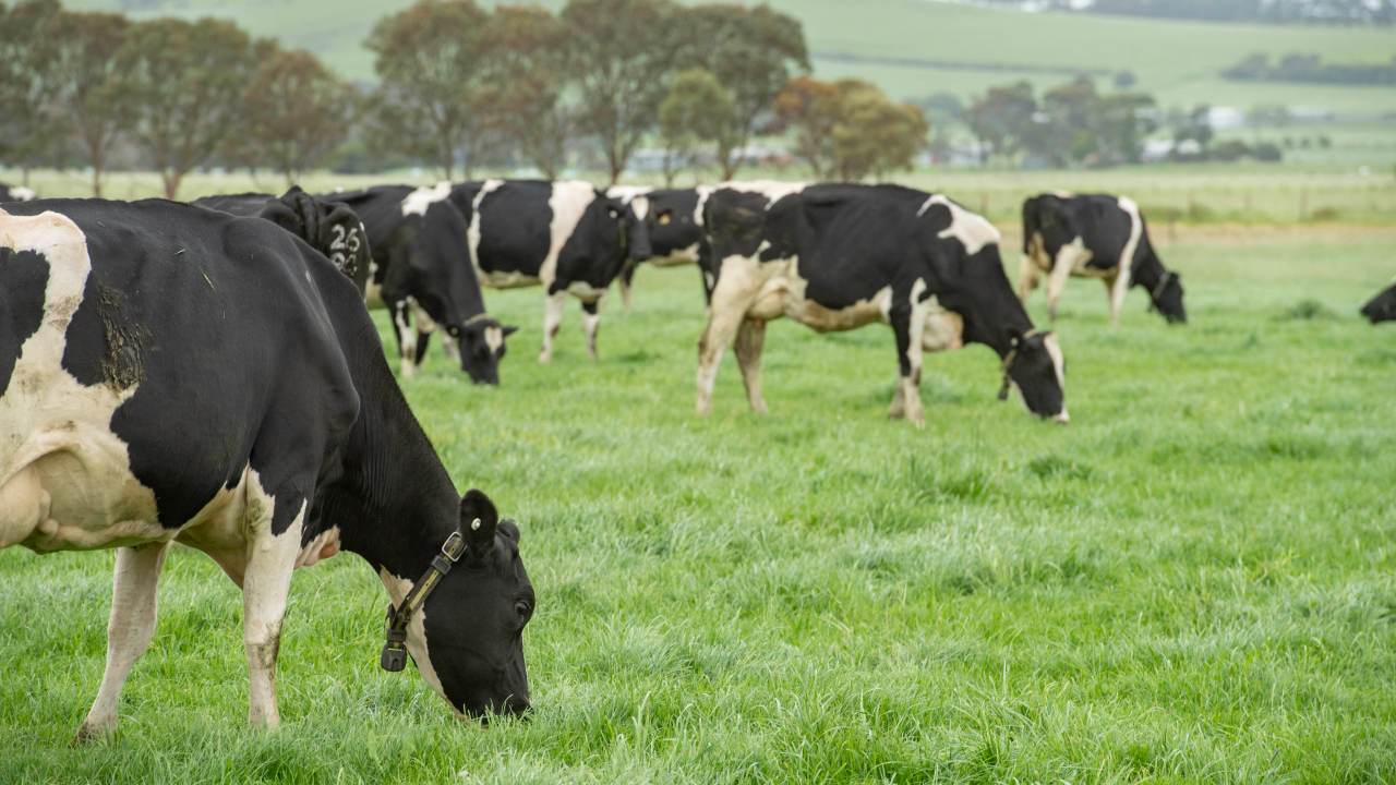 BoM’s El Nino prediction ‘cost a lot of farmers a lot of money’ amid ...