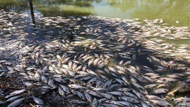 The shocking death of a massive amount of fish in Menindee Lakes has prompted a special commission. Picture: Facebook